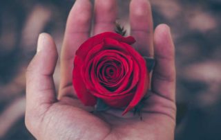 Rose in a hand