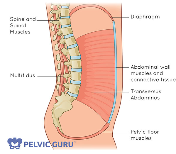 Diaphragm, pelvic floor muscles, and transverse abdominals