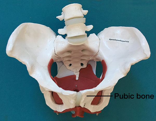 Pelvic floor model showing pubic bone