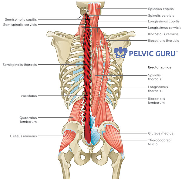 Illustration of the spinal cord and surrounding muscles, including the multifidus